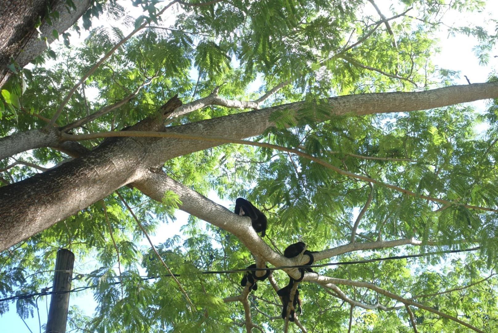 Casa Maya Eco Lodge San Juan Del Sur Playa Remanso Eksteriør billede
